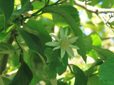 Apartment Studio flat near beach Cove Mala Pogorila, Hvar AS-8952-c - Outdoor photo 12
