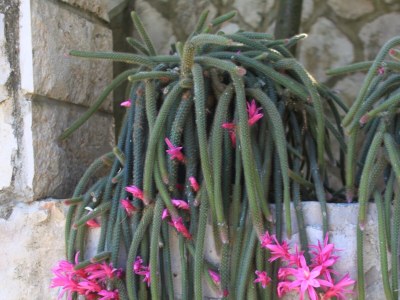 Apartment Studio flat near beach Cove Mala Pogorila, Hvar AS-8952-d - Outdoor photo 12