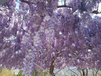 Apartment One bedroom apartment near beach Slano, Dubrovnik A-8599-a - Outdoor photo 11