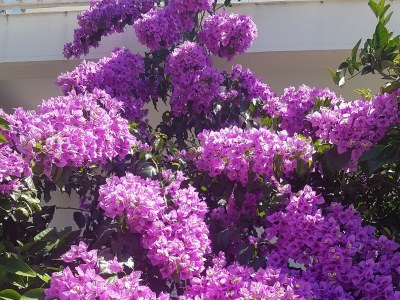 Apartment One bedroom apartment near beach Slano, Dubrovnik A-8599-a - Outdoor photo 12