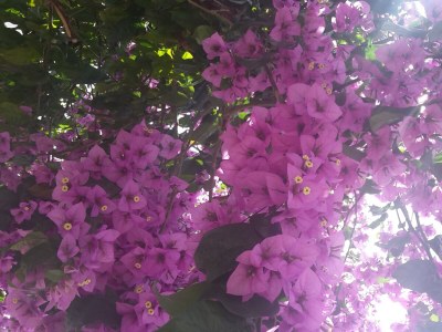 Apartment Studio flat near beach Slano, Dubrovnik AS-8599-b - Outdoor photo 21