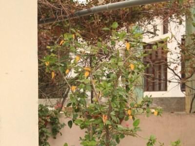 Apartment Two bedroom apartment near beach Neviđane, Pašman A-8528-b - Outdoor photo 7