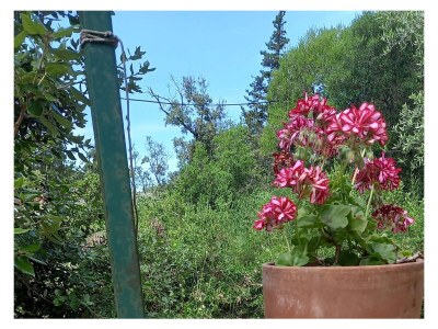 Apartment One bedroom apartment with terrace Muline, Ugljan A-8521-e - Outdoor photo 12