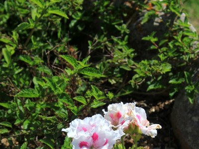 Apartment Two bedroom apartment with terrace Orebić, Pelješac A-10097-b - Outdoor photo 9