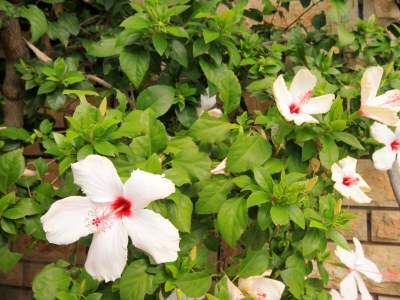 Apartment One bedroom apartment near beach Karbuni, Korčula A-9308-c - Outdoor photo 11