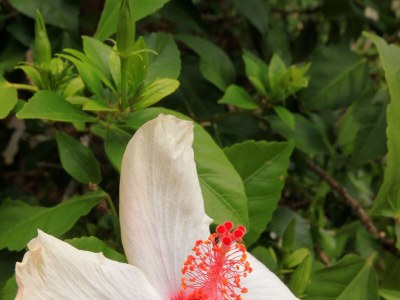 Apartment Studio flat near beach Karbuni, Korčula AS-9308-a - Outdoor photo 12