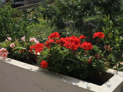 Apartment One bedroom apartment near beach Kali, Ugljan A-8503-b - Outdoor photo 11