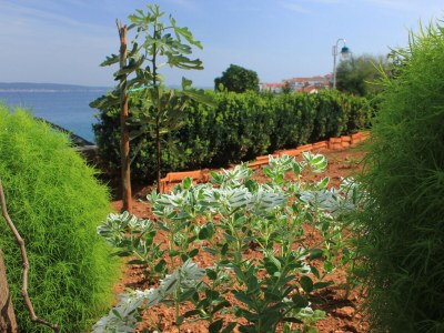 Apartment One bedroom apartment near beach Kali, Ugljan A-8503-b - Outdoor photo 13