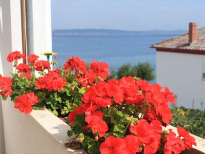 Apartment Two bedroom apartment near beach Kali, Ugljan A-8503-a - Outdoor photo 10