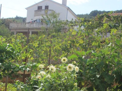 Apartment Two bedroom apartment near beach Kali, Ugljan A-8503-a - Outdoor photo 14