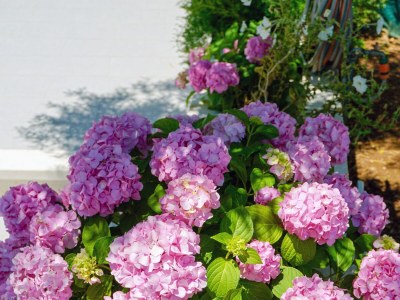 Apartment One bedroom apartment near beach Lumbarda, Korčula A-9325-b - Outdoor photo 22