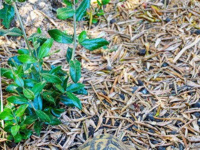 Apartment One bedroom apartment near beach Lumbarda, Korčula A-9325-b - Outdoor photo 24