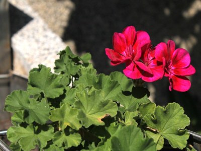 Apartment Two bedroom apartment near beach Zavalatica, Korčula A-9315-a - Outdoor photo 10