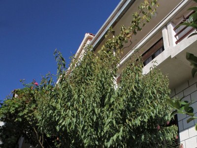 Apartment Two bedroom apartment near beach Zavalatica, Korčula A-9315-b - Outdoor photo 12