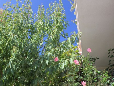 Apartment Two bedroom apartment near beach Zavalatica, Korčula A-9315-b - Outdoor photo 13