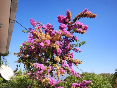 Apartment One bedroom apartment near beach Korčula A-9321-a - Outdoor photo 7