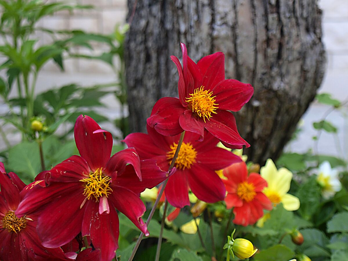 Apartment One bedroom apartment with terrace Postira, Brač A-9241-a - Outdoor photo 5