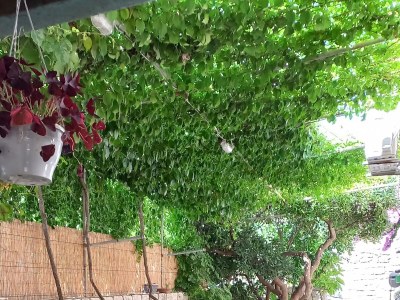 Apartment One bedroom apartment with terrace Postira, Brač A-9241-a - Outdoor photo 19