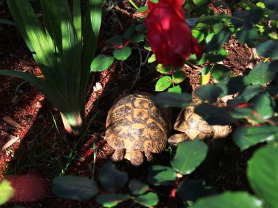 Apartment Two bedroom apartment near beach Prižba, Korčula A-10056-c - Outdoor photo 23
