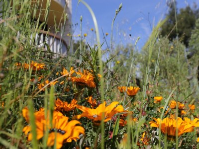 Apartment Studio flat near beach Lumbarda, Korčula AS-4385-f - Outdoor photo 9