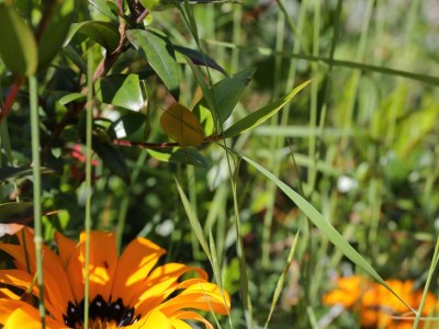 Apartment Studio flat near beach Lumbarda, Korčula AS-4385-f - Outdoor photo 10