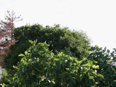 Apartment One bedroom apartment with terrace Jezera, Murter A-5109-b - Outdoor photo 9