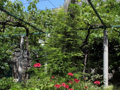 Holiday room near beach Zaton Mali, Dubrovnik S-8997-a - Outdoor photo 20