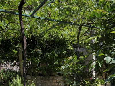 Holiday room near beach Zaton Mali, Dubrovnik S-8997-b - Outdoor photo 14