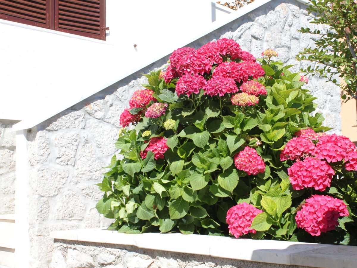 Apartment Two bedroom apartment with terrace Mali Lošinj, Lošinj A-8024-b - Outdoor photo 5