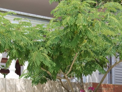 Apartment Studio flat with terrace Stara Novalja, Pag AS-6469-a - Outdoor photo 6