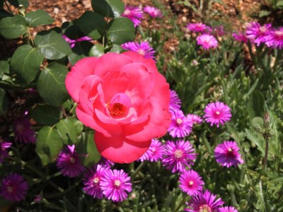 Apartment Studio flat with terrace Stara Novalja, Pag AS-6469-a - Outdoor photo 9