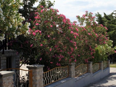 Apartment Apartments and rooms by the sea Starigrad, Paklenica - 6591 - Outdoor photo 5