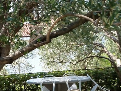 Apartment One bedroom apartment with air-conditioning Makarska A-6768-a - Outdoor photo 6