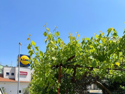 Apartment Two bedroom apartment with terrace Mali Lošinj, Lošinj A-15858-a - Outdoor photo 18