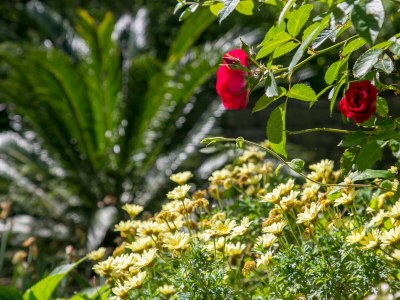 Apartment Studio flat with terrace and sea view Supetar, Brač AS-22123-a - Outdoor photo 14