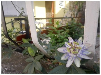 Apartment Two bedroom apartment with terrace Selce, Crikvenica A-24075-a - Outdoor photo 4