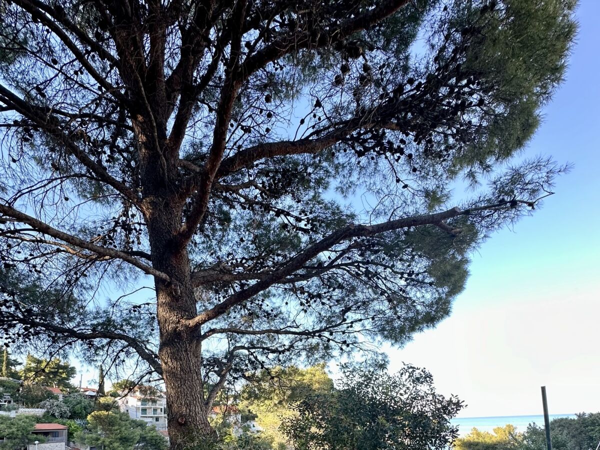 Apartment One bedroom apartment near beach Basina, Hvar A-24120-b - Outdoor photo 4