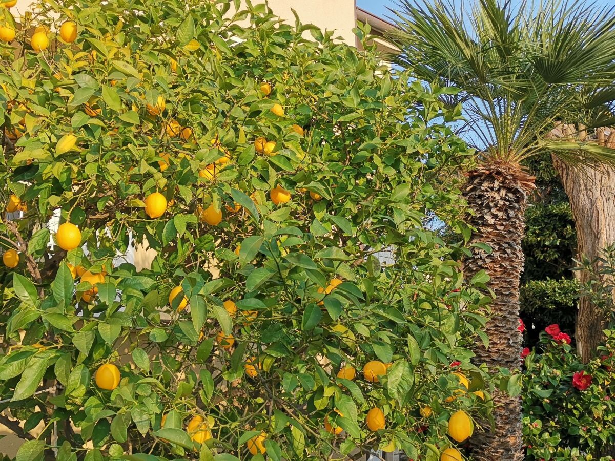 Apartment One bedroom apartment with balcony Lopar, Rab A-24156-a - Outdoor photo 5