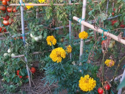 Apartment One bedroom apartment with balcony Lopar, Rab A-24156-a - Outdoor photo 4