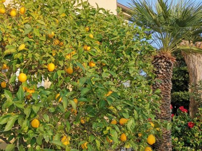 Apartment One bedroom apartment with balcony Lopar, Rab A-24156-a - Outdoor photo 5