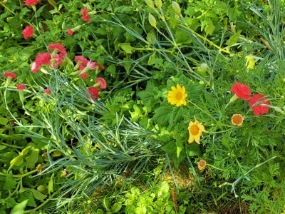 Apartment One bedroom apartment with balcony Lopar, Rab A-24156-a - Outdoor photo 9