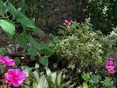 Apartment One bedroom apartment with terrace Jadranovo, Crikvenica A-24210-b - Outdoor photo 3