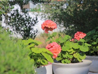 Apartment Two bedroom apartment with balcony and sea view Vinišće, Trogir A-24197-c - Outdoor photo 13