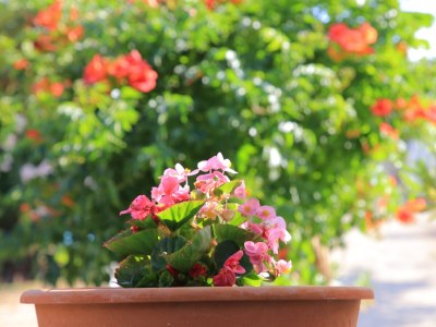 Apartment Two bedroom apartment with balcony and sea view Vinišće, Trogir A-24197-c - Outdoor photo 14