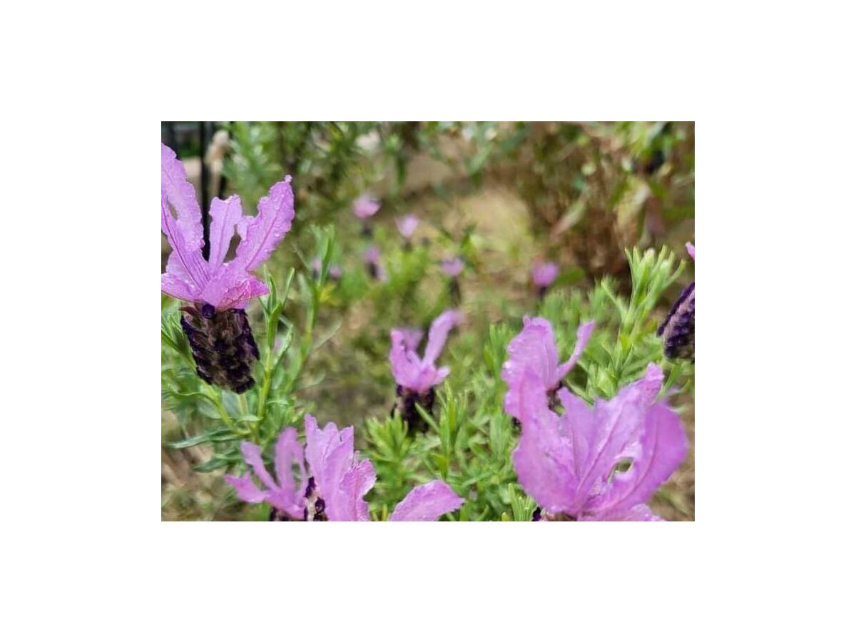 Apartment One bedroom apartment with balcony Nin, Zadar A-24288-b - Outdoor photo 5