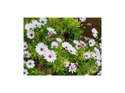 Apartment One bedroom apartment with balcony Nin, Zadar A-24288-b - Outdoor photo 6