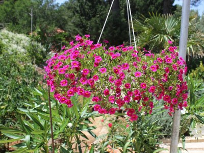 Apartment One bedroom apartment near beach Artatore, Lošinj A-7935-b - Outdoor photo 7