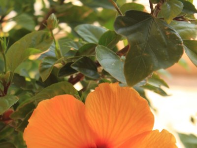 Apartment One bedroom apartment with terrace and sea view Kukljica, Ugljan A-8478-a - Outdoor photo 9