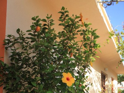 Apartment Studio flat with balcony and sea view Kukljica, Ugljan AS-8478-a - Outdoor photo 8