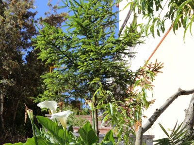 Apartment Two bedroom apartment near beach Tri Žala, Korčula A-4432-a - Outdoor photo 8